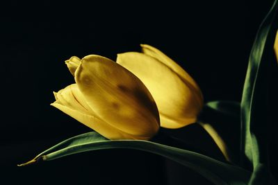 Close-up of yellow flower against black background