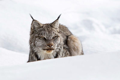 Close-up of cat