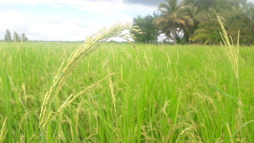 Crops growing on field against sky