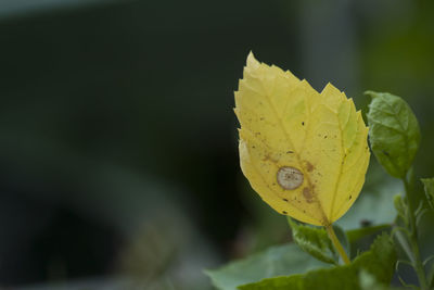 Close-up of yellow leaves on plant