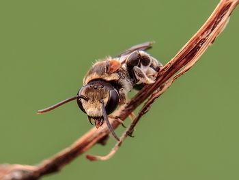 Close-up of bee on twig