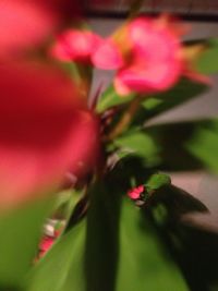 Close-up of pink rose