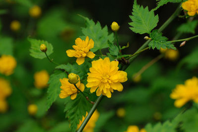 Close-up of yellow flowering plant