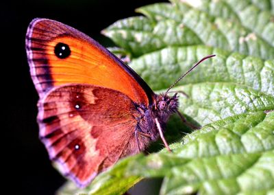 Close-up of butterfly on leaf