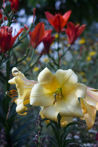 Close-up of white flowering plant