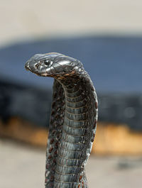 Close-up of snake