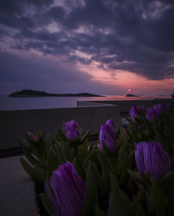 Close-up of lotus water over sea against sky