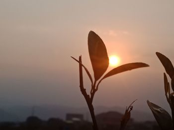 Close-up of silhouette plant against sky during sunset