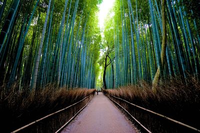 Walkway amidst trees in forest in japan.