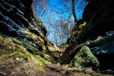 Low angle view of rock formation amidst trees against sky