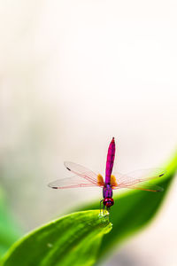 Close-up of insect on plant