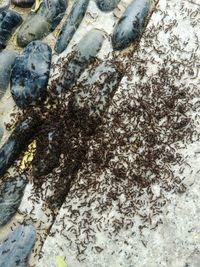 Close-up of sand on beach