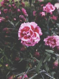 High angle view of pink flowering plant