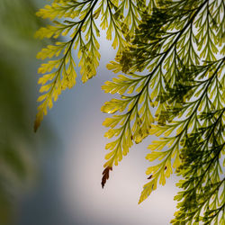 Low angle view of leaves on tree