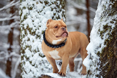 Dog running on snow