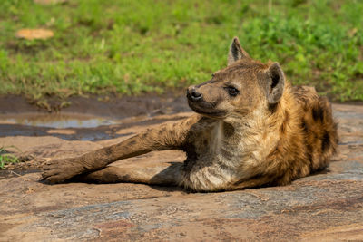 Spotted hyena lying on rock in sunshine