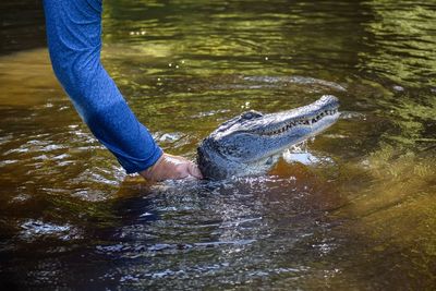 Cropped hand of man holding alligator in lake 