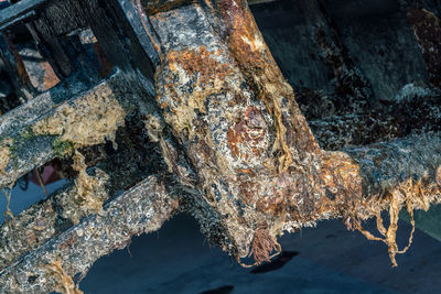 High angle view of lizard on rusty metal