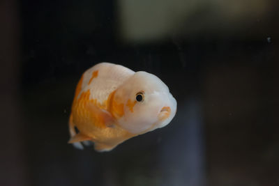 Close-up of fish swimming in sea