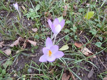 High angle view of crocus blooming on field