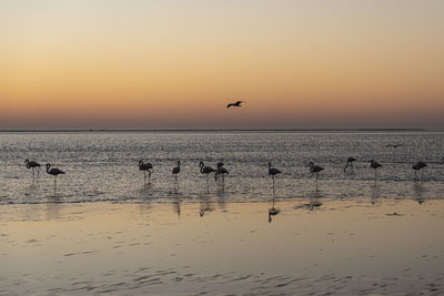 Seagulls flying over sea against sky during sunset