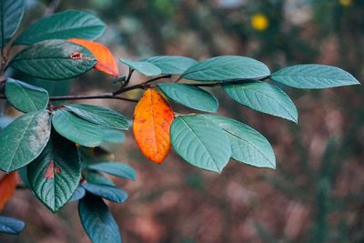 Close-up of orange leaves on plant