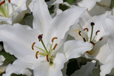 Close-up of white lilies