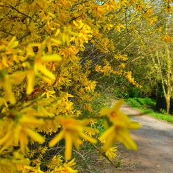 Yellow flowers growing on tree