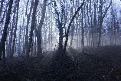 Sunlight streaming through trees in forest