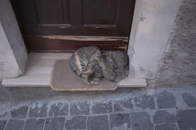 Cat sleeping on white wall