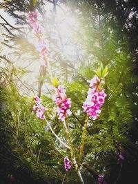 Close-up of pink flowers blooming on tree