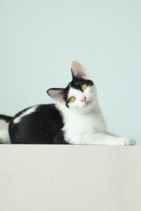 Close-up of a cat over white background