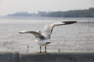 Seagull flying over wooden post