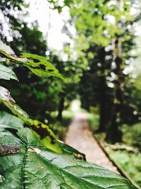 Close-up of leaves on tree in forest