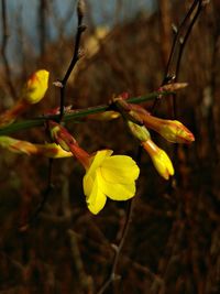 Close-up of yellow flowers on branch