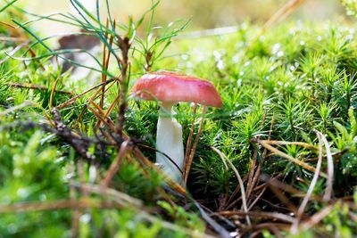 Close-up of mushroom on grass