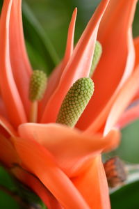 Close-up of red flower