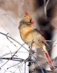 Female northern cardinal