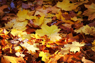 High angle view of maple leaves