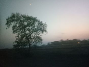 Silhouette tree on field against sky at dusk