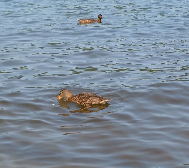 animal themes, animals in the wild, water, wildlife, bird, one animal, swimming, duck, lake, waterfront, high angle view, two animals, rippled, nature, reflection, water bird, young animal, togetherness, day, outdoors