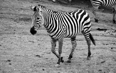 Zebra standing on a field