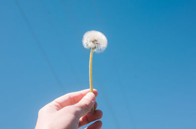 Cropped hand holding dandelion against clear blue sky