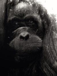 Close-up portrait of a dog