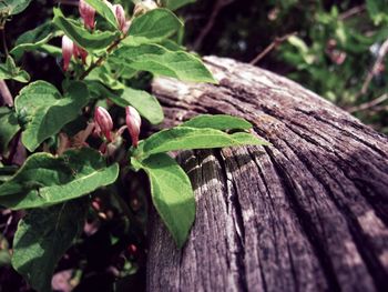 Close-up of fresh green plant