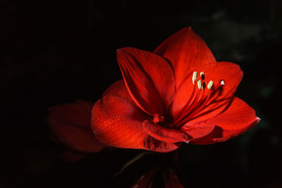 Close-up of red flower over black background