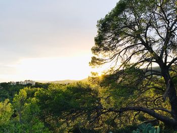 Low angle view of trees against sky during sunset