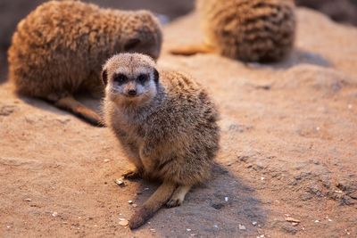 Portrait of meerkat on sand