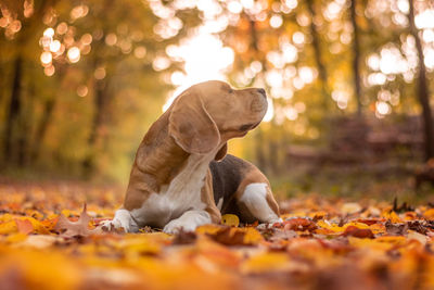 Autumn leaves on a land