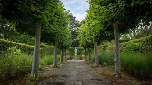 Footpath amidst trees in park